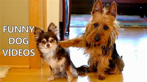 funny dogs videos|funniest home videos of dogs.